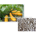 Export Good Quality Fresh Chinese White Pumpkin Seeds